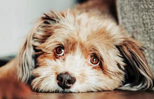 A close-up of a dog resting its head on the floor with soulful, weary eyes; illustrating the nuanced body language and facial expressions that may indicate a dog is experiencing discomfort.
