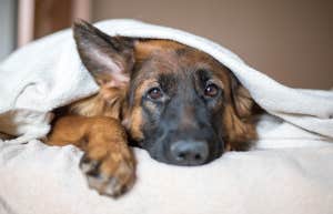 German shepherd laying under a blanket