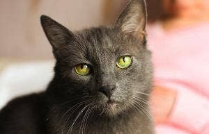 gray kitty cat 