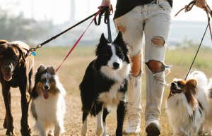 Person walking many dogs 